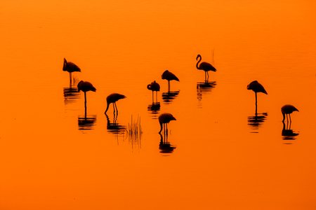 Lake-Nakuru - nature, lakes, reflection, animal, african, birds