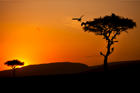 my-african2 - nature, eagle, tree, sunset, african, bird, gold