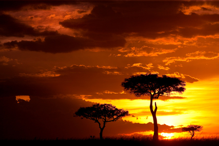 my-african4 - nature, sky, trees, sunsets, gold