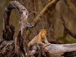 Leopard and wood