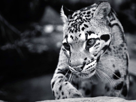 in his sights - quiet, leopard, camouflage, cunning, camaflauge, fast, gorgeous, predator, face, black and white, special, beautiful, photography, stealthy, photoshop, smart, portrait, beauty, sweet, cat, wonderful, big, jungle, spots, eys