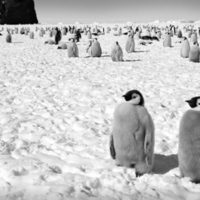 Baby Emperor Penguins