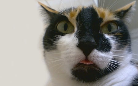 Well You're No Oil Painting Yourself - black, white, whiskers, tongue, cat