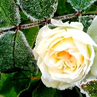 ICY ROSE