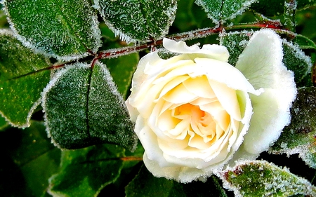 ICY ROSE - frost, rose, white rose, the frost