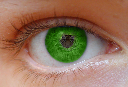 Eye of the Tiger - green, eye, tiger, pupil