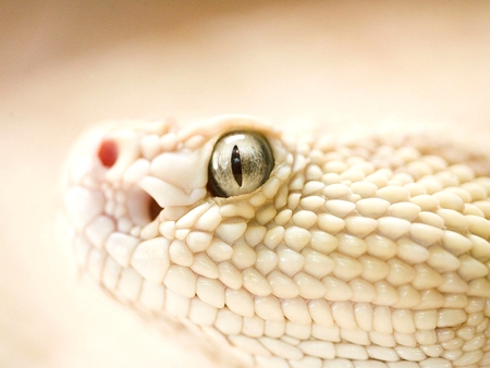 Snake Eyes - scales, eye, pupil, snake