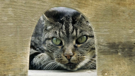 Waiting for Jerry - tabby, eyes, grey, cat