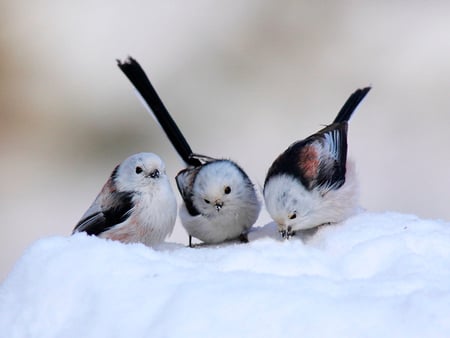 Little birds - bird, ice, animal, nature