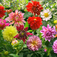 Bunga Dahlia