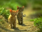 Kittens