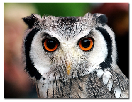 Wonderful eyes - animal, bird, eye, owl, nature