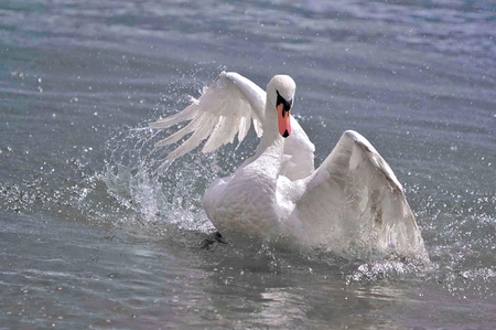 Splish splash - bird, white, water, blue, swan, splashing