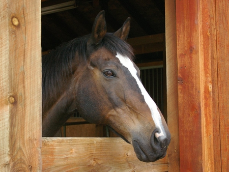 Lovely face *-* - horses, lovely, i love horses, horse