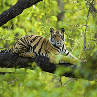 Tree Tiger