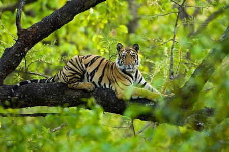 Tree Tiger - rest, tree, waiting, tiger