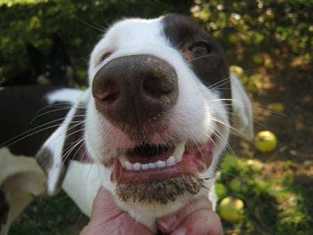 Pig slurry - dirt, dog, action, summer