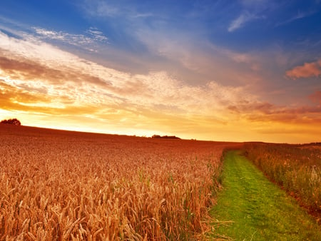 Orange field - sky, path, hay, field, sunset, nature, grass