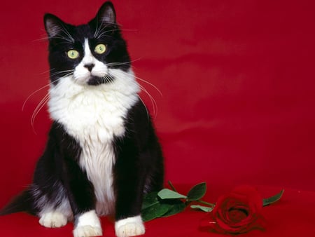 Calico with a red rose - cat, feline, rose, black, calico, kitten, white, animal, flower, red rose