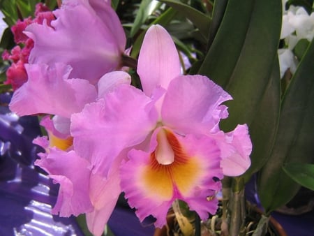 Pretty orchid - orchid, flower, nature, petal