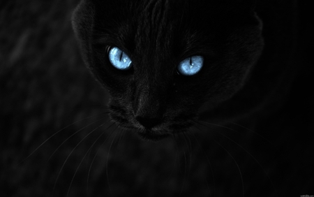 Blue eyes - abstract, graphics, black cat, blue eyes