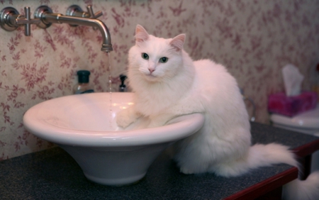 Cleaning my paws - animal, water, cute, white cat