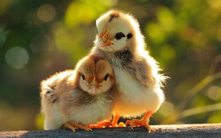 It's ok I'm here for you - cute, babies, animals, chicks