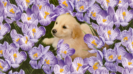 Sweet Puppy - flowers, retriever, purple, dog, adorable, puppy, sweet