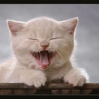 Cute cat.