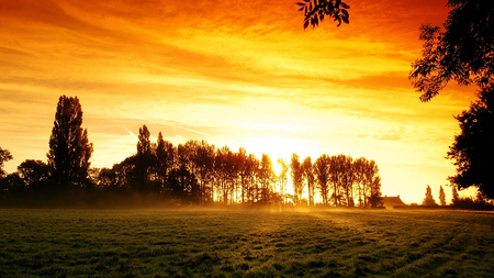 Good Morning !! - trees, green, sunshine, grass, field, morning, glorious, sky