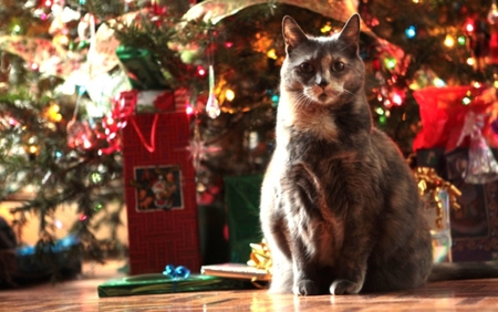 Is it time to open my gifts? - holiday, cute, cat, christmas