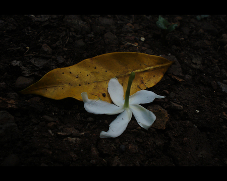 Nothing is Immortal - nature, forces, flower, fallen leaves