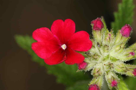 RED BEAUTY - red, flower, pretty, plant