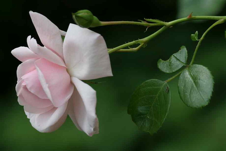 MINIATURE PINK ROSE - pretty, rose, flower, pink