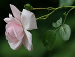 MINIATURE PINK ROSE