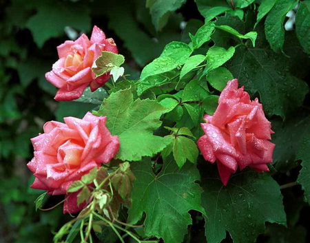 THREE PINK ROSES - plant, flowers, roses, pink