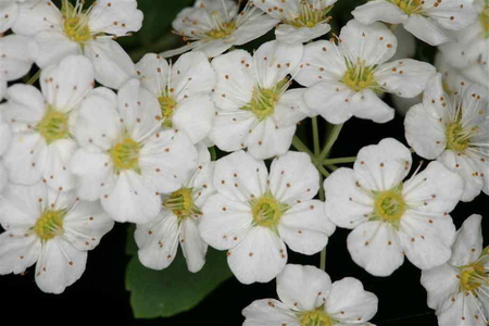 BEAUTIFUL BLOSSOMS - white, blossoms, tree, pretty