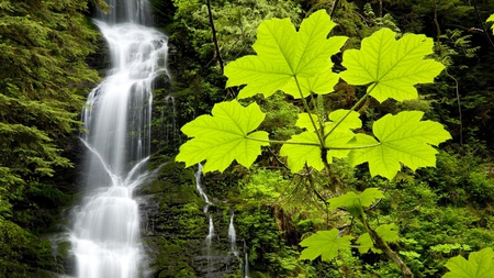 Spring Falls - falls, beautiful, water, green, leaves, spring