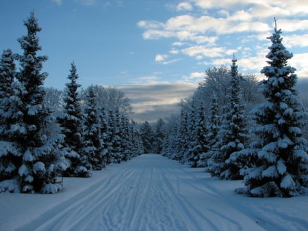 Winter White - trees, landscape, snow-covered, pines, road