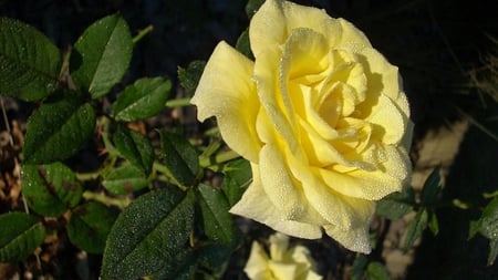 Dewy Yellow Rose - yellow, pale, beautiful, leaves, rose, dewy