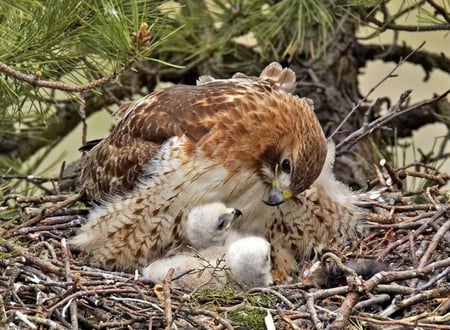 Love Nest - eagle, birds, nest, chick, mother, love, family