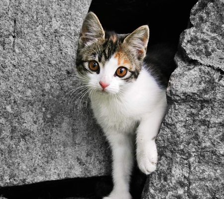 Hide and Seek - stone, hide and seek, beautiful, rock, adorable, lovely, cat, kitty