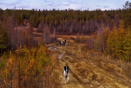 Heading back home... - cattle, landscape, man, beautiful, dog, scenery