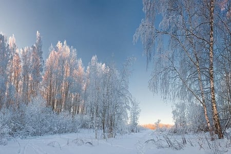 snowy white - trees, white, nature, snow, plants, nice