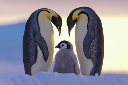 We love you - nice, animals, penguin, winter, black, lovely, white, trio, baby, snow, family, emperor, cute