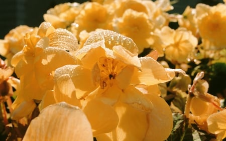 yellow flowers - flowers, pretty, nature, soft, plants, nice, lovely, delecate