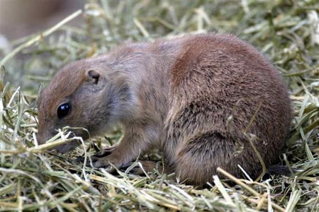 PRAIRIE DOG PUP - eating, prairie, dog, pup