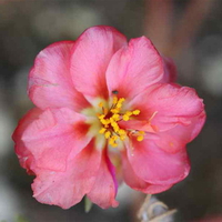 PINK POPPY