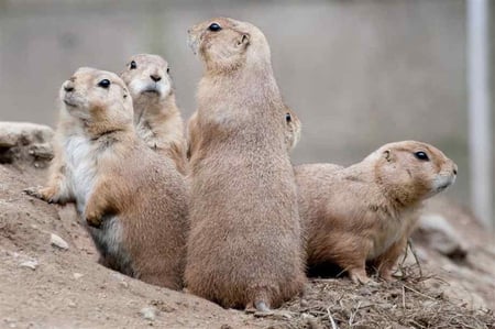 THE FAMILY - cute, dogs, family, rodents