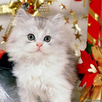 Christmas Kitty for All Catlover